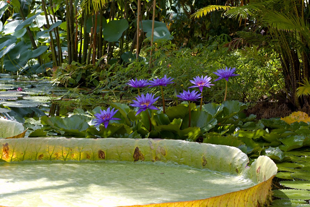 Plantentuin Meise belgie plantentuin kasteel van Bouchout Nymphaea nenuphar Waterlelie kas serre plantenkas hdr botanische tuin